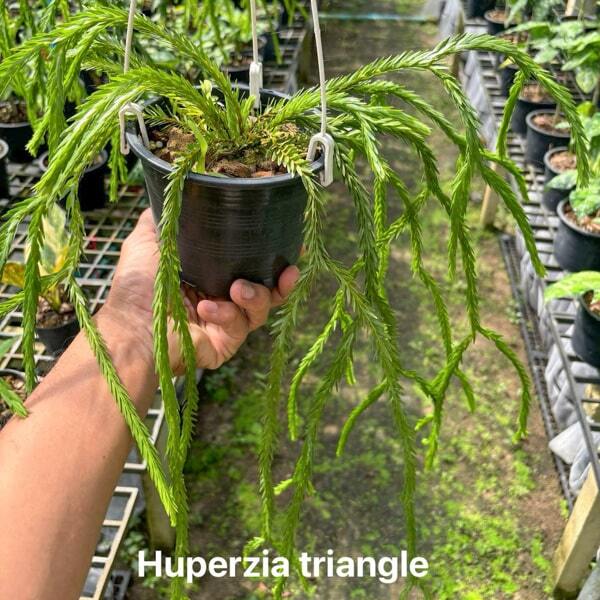 Huperzia H.TRIANGLE SP. 5"