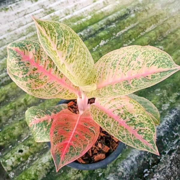 Aglaonema HARLEY QUINN
