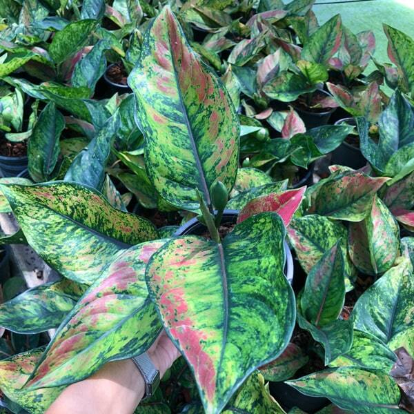Aglaonema HENG HENG HENG GREEN