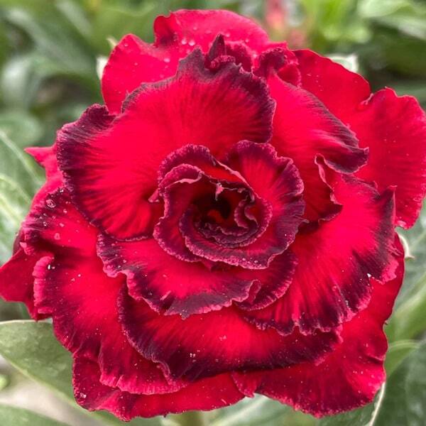 Adenium obesum HOA HONG DEN