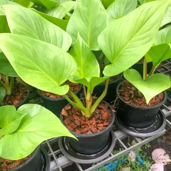 Homalomena GOLD MOON