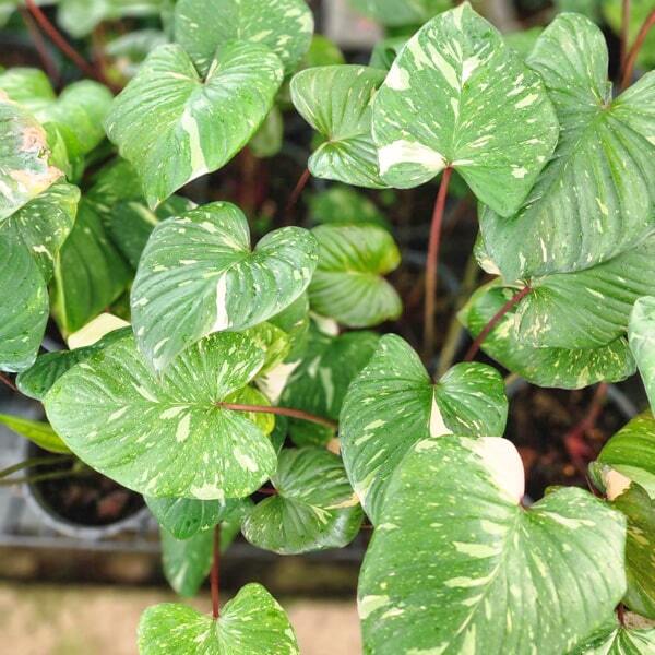 Homalomena RUBESCENS VAR