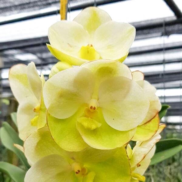 Vanda orchid V HONGSLIP