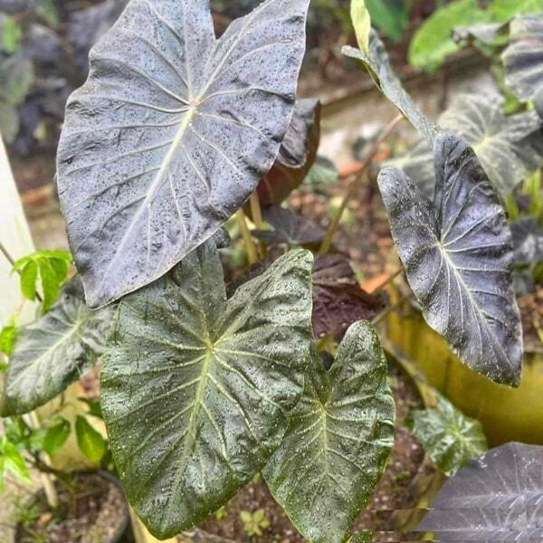 Colocasia HORUS