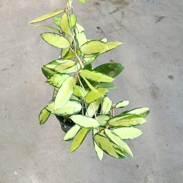 Hoya ACUTA