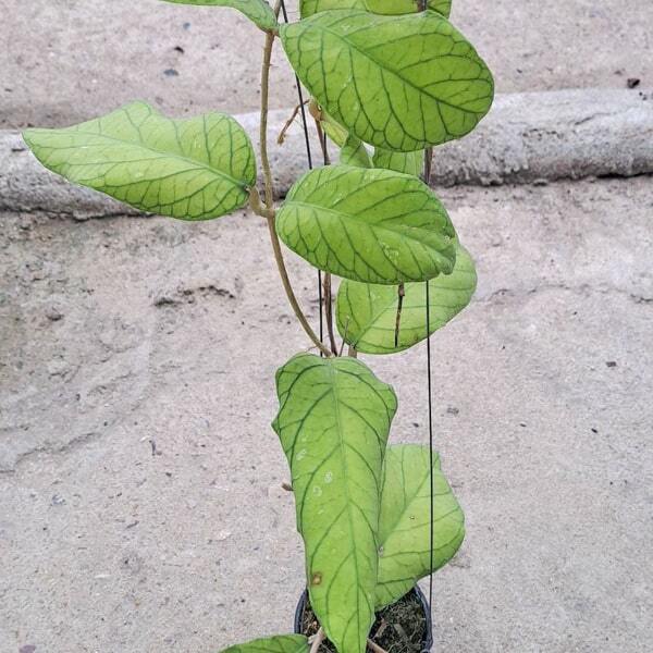 Hoya MERIDITHII