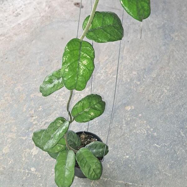 Hoya VILLOSA KHAO DANG