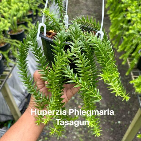 Huperzia H.PHLEGMARIA TASAGUN 5"