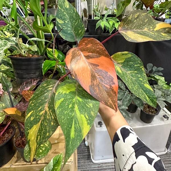 Philodendron ORANGE PRINCESS