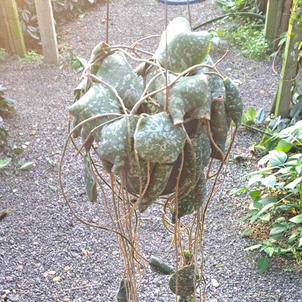 Hoya IMBRICATA