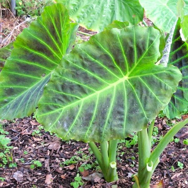 Colocasia IMPERIAL GIGANTE