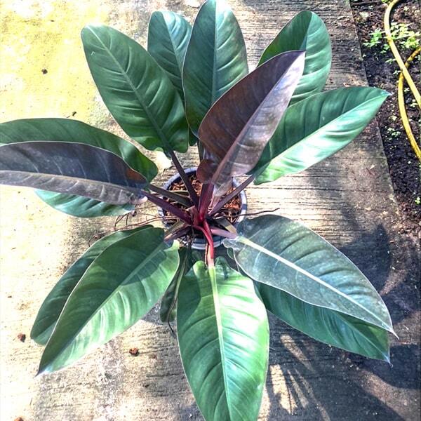 Philodendron IMPERIAL RED