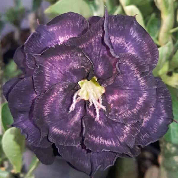 Adenium obesum INDIGO GLAZE