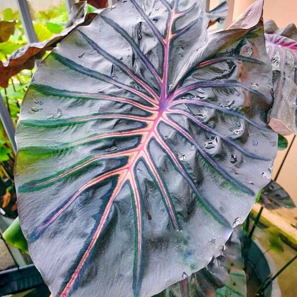 Colocasia INFERNO FALLS