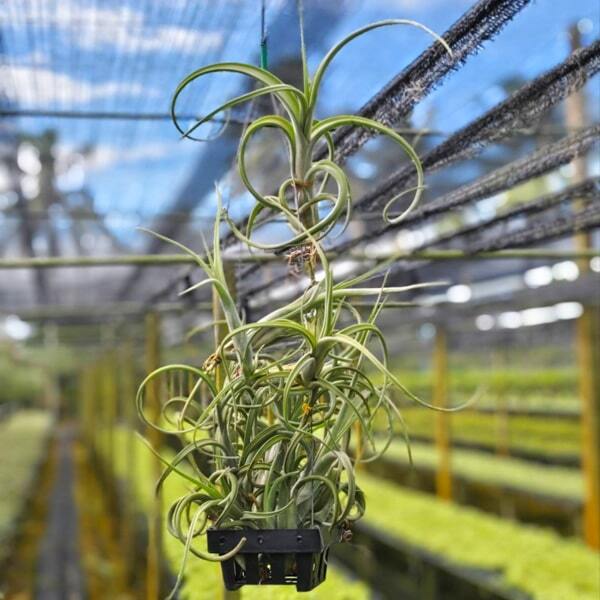 Tillandsia intermedia CLUMP