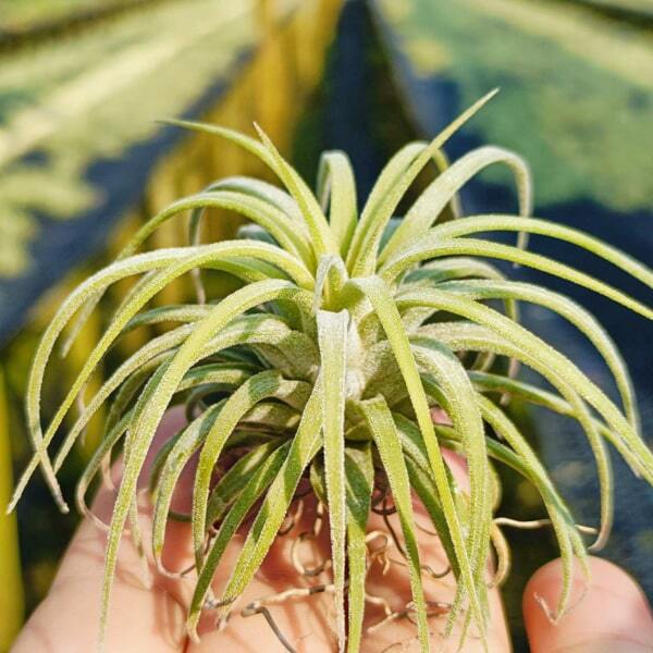 Tillandsia ionantha Curly Leaf L