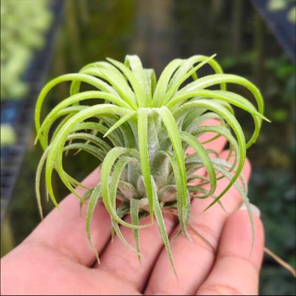 Tillandsia ionantha Curly Leaf M