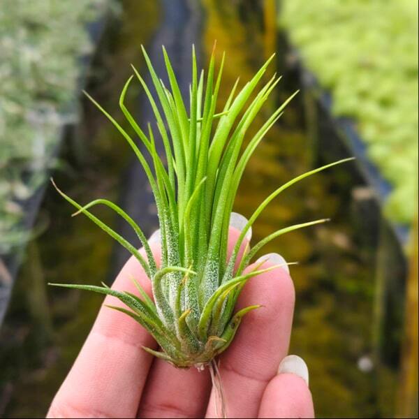 Tillandsia ionantha Fuego Thin L