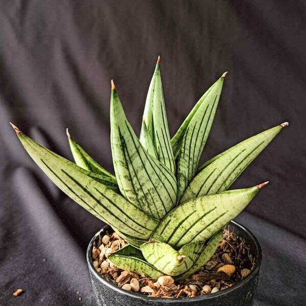 Sansevieria JUPITER