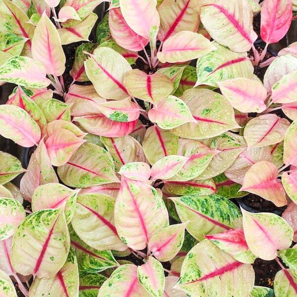 Aglaonema JACKPOT