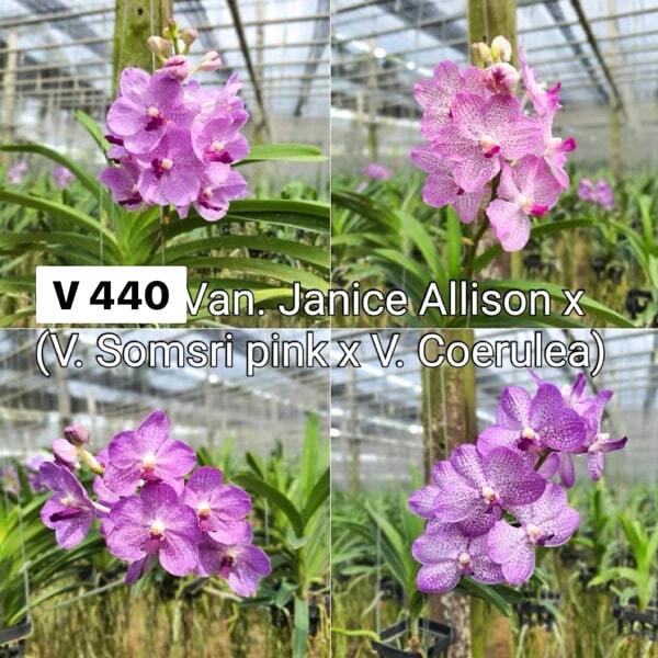 Vanda orchid VAN JANICE ALLISON X V SOMSIRI PINK X V COERULEA #440