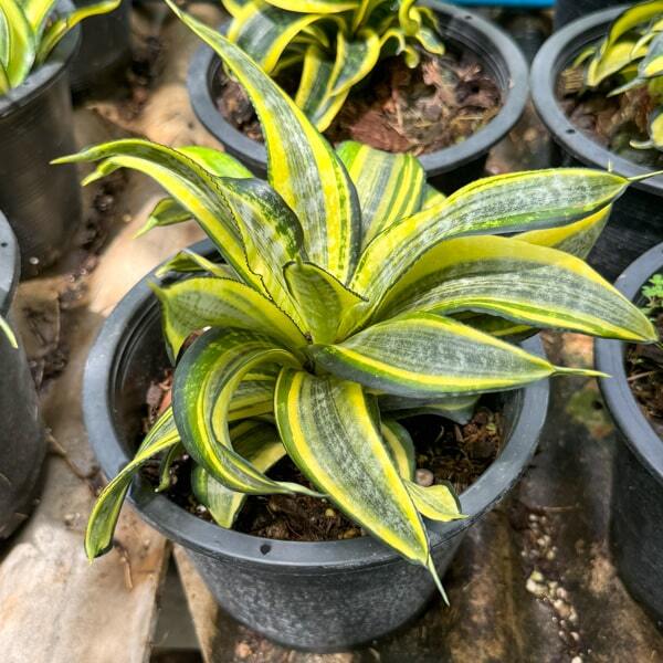 Sansevieria JAPANESE TWIST