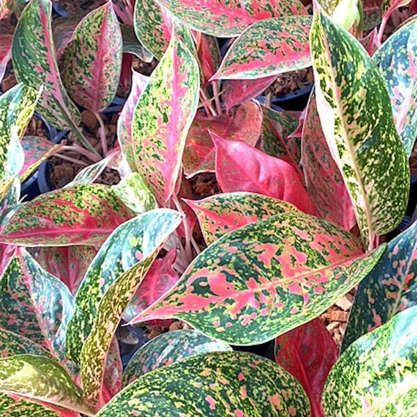 Aglaonema JAREN LAB