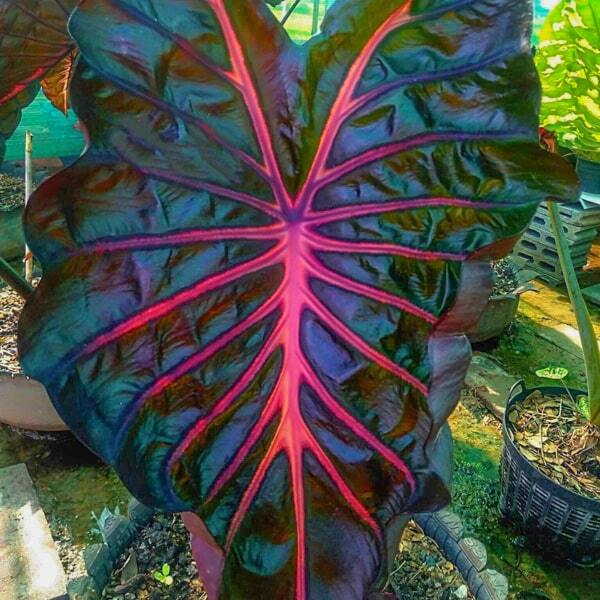 Colocasia JUBILEE