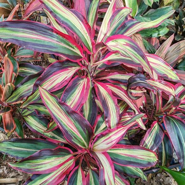 Cordyline BILLION DIAMOND