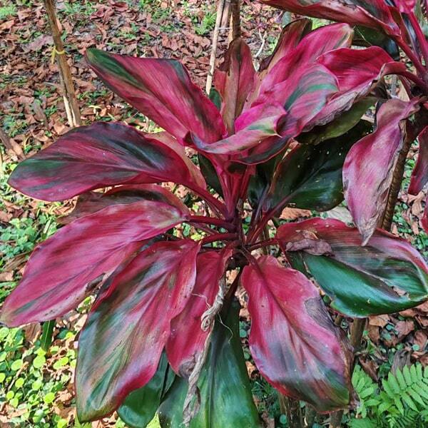 Cordyline CHAO NGO