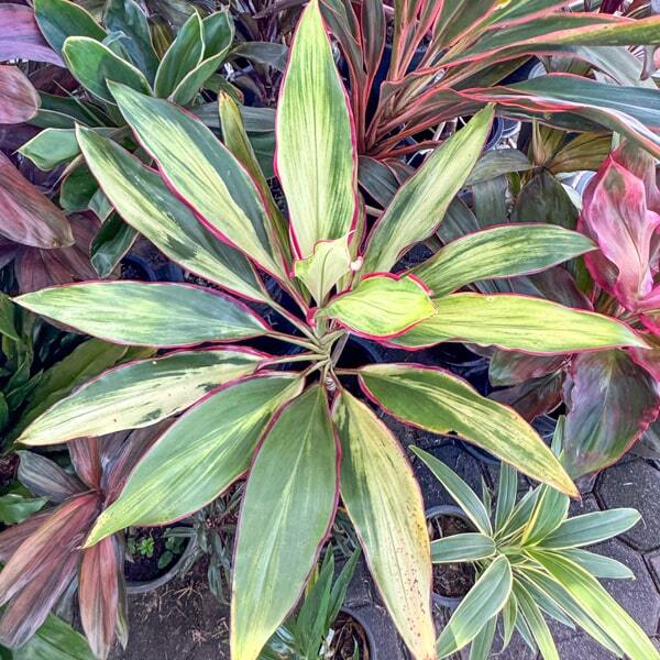 Cordyline JOHN KRASS FEMALE