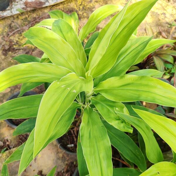 Cordyline MOONLIGHT MUT