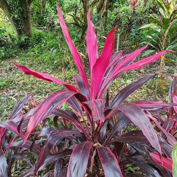 Cordyline PHET BANG KRUAI