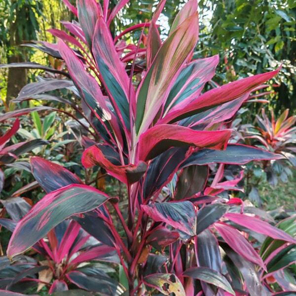 Cordyline PHET PHO NGAM