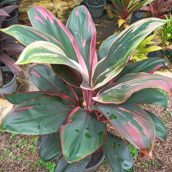 Cordyline PHET PHRA NARAI