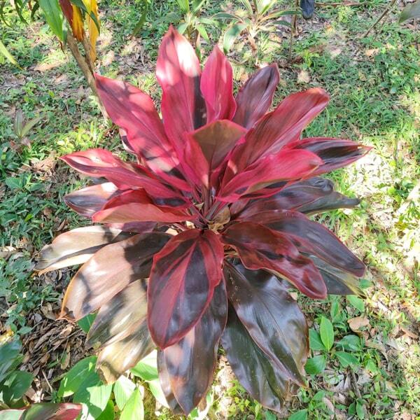 Cordyline PHET SAI SANG