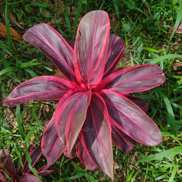 Cordyline PHET SRI NAKHON