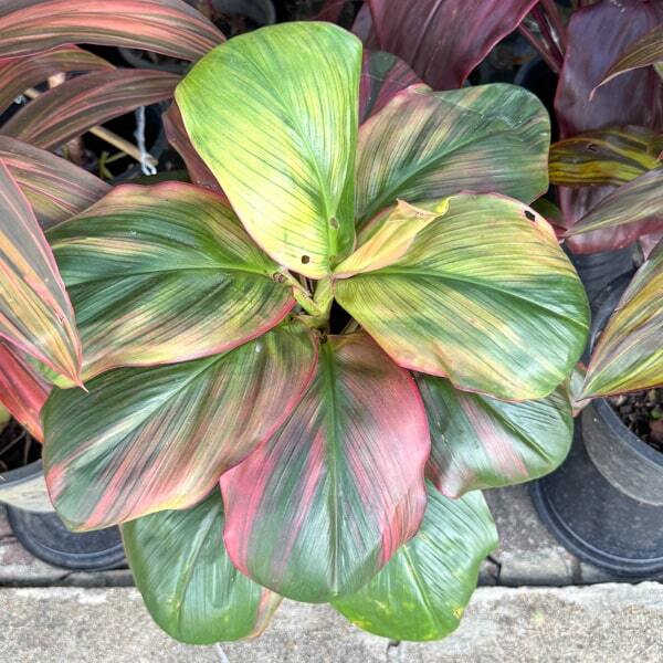 Cordyline PHET SRI PRAJEAN