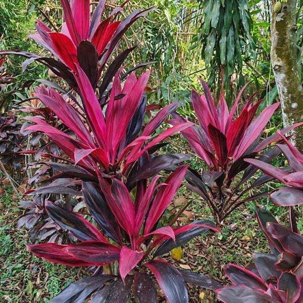 Cordyline PHET SRI PRAKARN