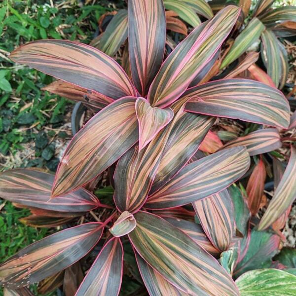 Cordyline PINK INTEGRITY