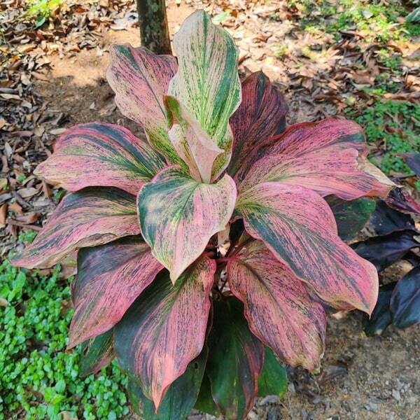 Cordyline PINK SPLASH