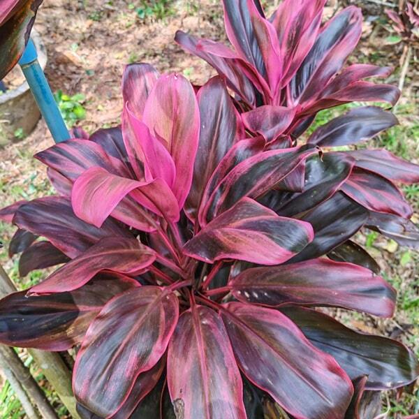 Cordyline RATCHAPRUEK