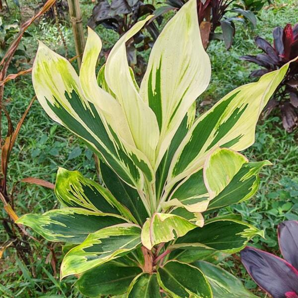 Cordyline VIRGO