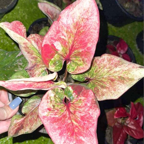 Caladium KAM SAB