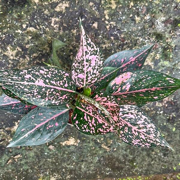 Aglaonema KAMKOON BLACK PINK
