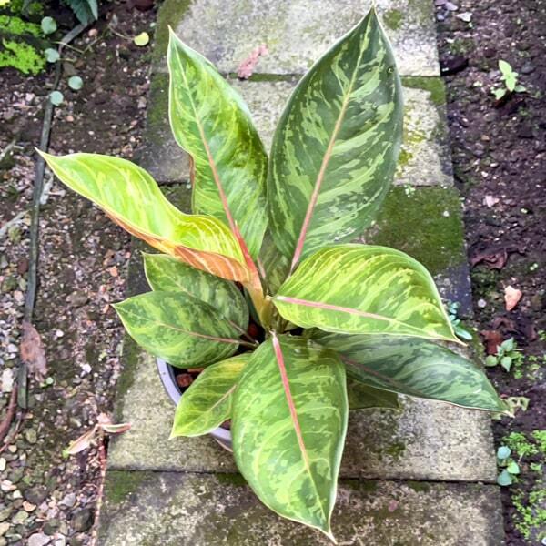 Aglaonema GAMLAI NAK