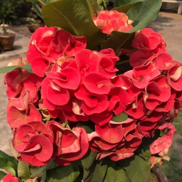 Euphorbia Milii KANJANA RED