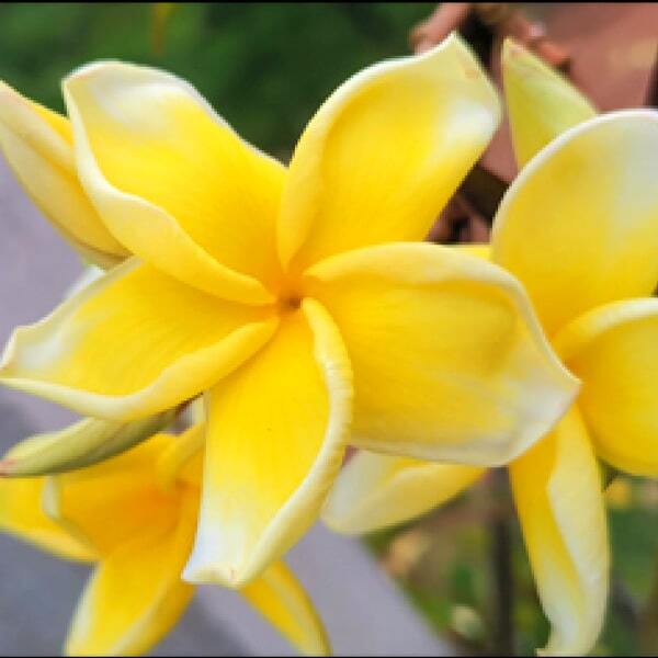 Plumeria KANJANA YELLOW