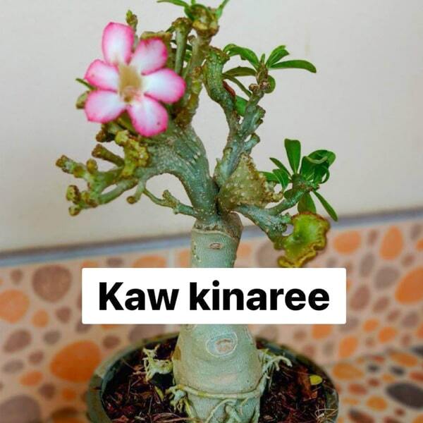 Adenium cristata KAW KINNARI