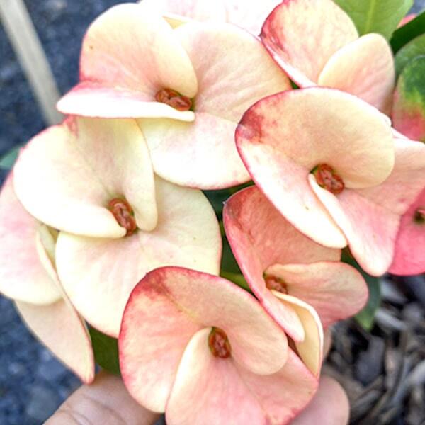 Euphorbia Milii KET THIP